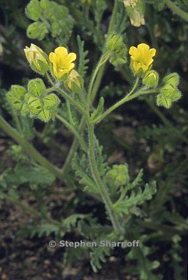 emmenanthe penduliflora var penduliflora 1 graphic